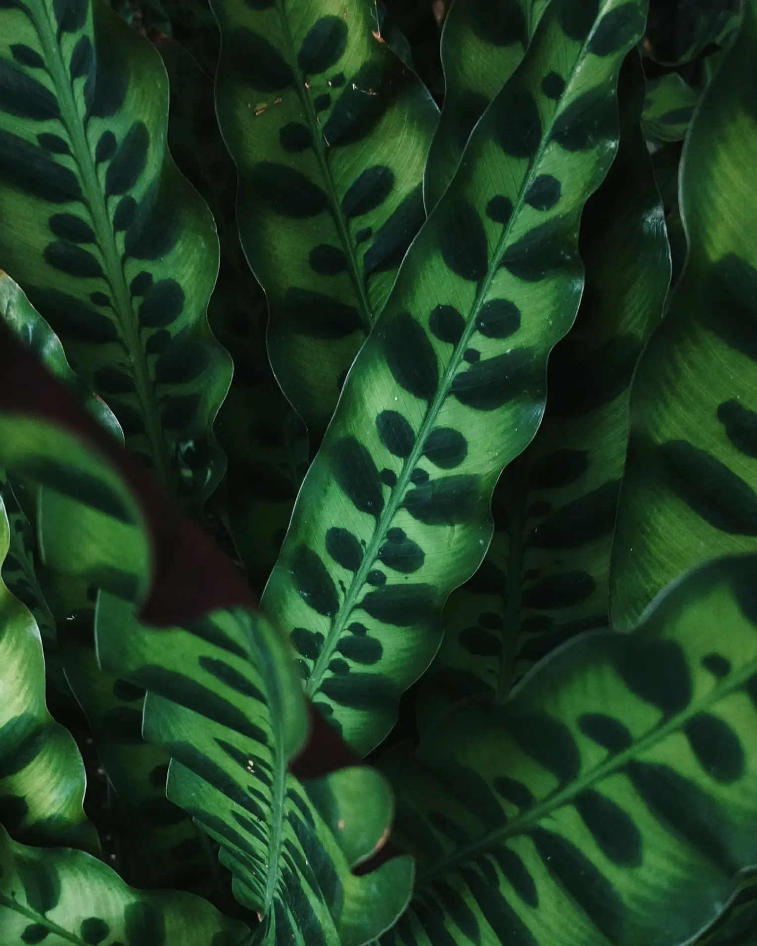 Rattlesnake Plant